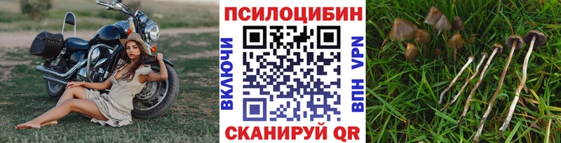хочу   Струнино  Псилоцибиновые грибы Cubensis 